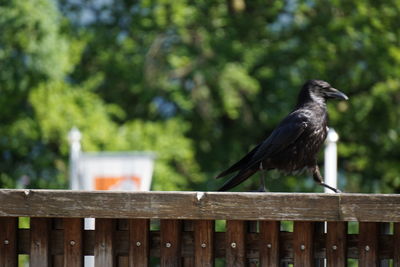 Close-up of bird perching on wooden railing