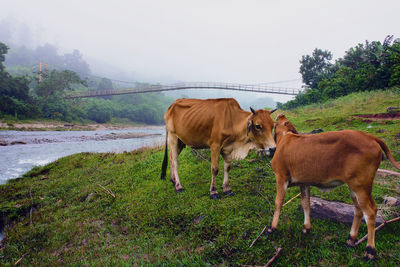 Cows grazing on field against sky