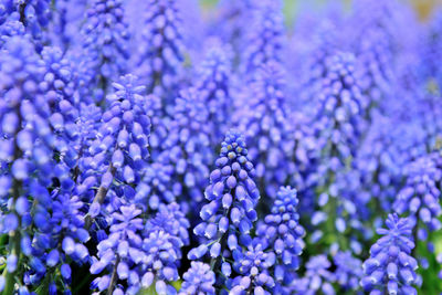 Close-up of purple flowering plants