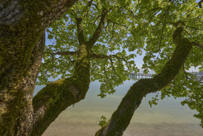 Tree by lake against sky