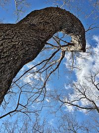 Low angle view of bare trees against sky