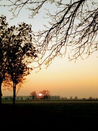 Silhouette trees on field against sky during sunset