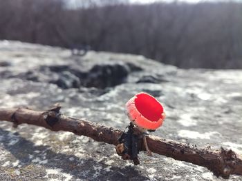 Close-up of hand holding red leaf in winter