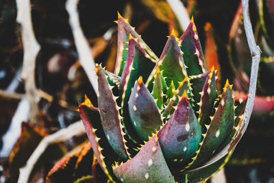 Close-up of succulent plant