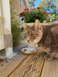 Cat lying on table