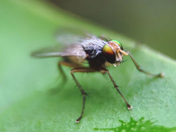 Close-up of fly on leaf