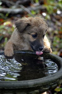 Cute puppy drinking water from birdbath