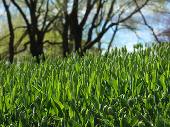 Close-up of grass on field