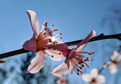Close-up of almond blossom