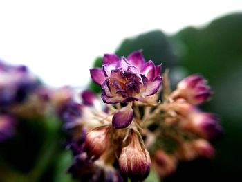 Close-up of insect on purple flower