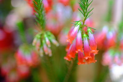 Close-up of red flowering plant