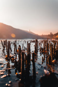 Panoramic view of wooden posts in sea against clear sky