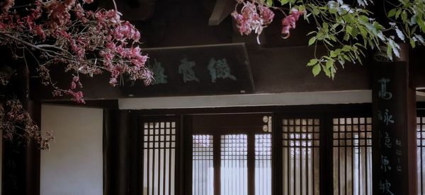 Potted plant on window of building