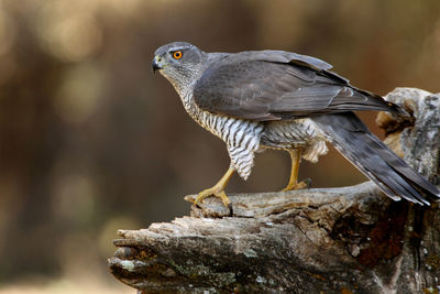 Close-up of bird perching on rock