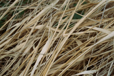 grass