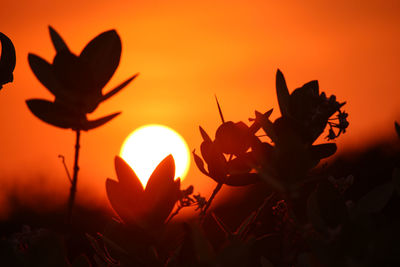 Close-up of silhouette plants against orange sky