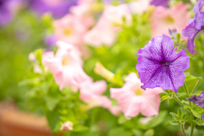 Close-up of pink flowering plant