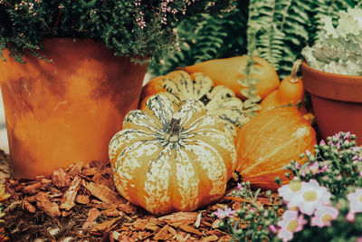 Autumn composition of different pumpkins with selective focus.