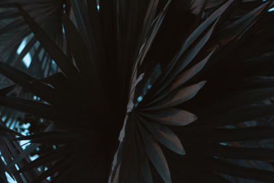 Full frame shot of palm leaves