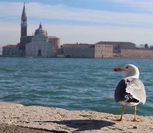 Seagull perching on a canal