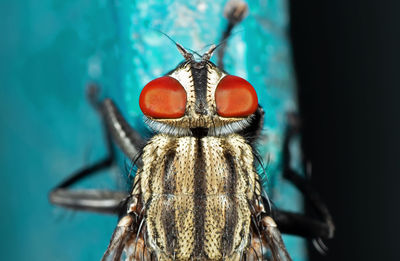 Close-up of insect