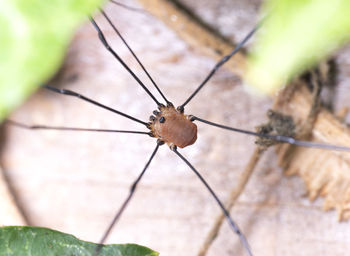 Close-up of insect