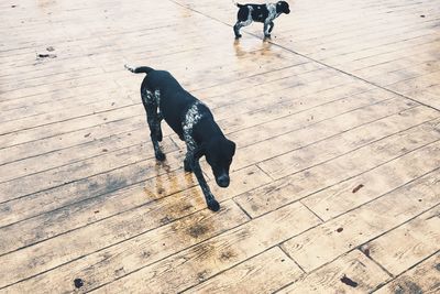 High angle view of dogs on boardwalk