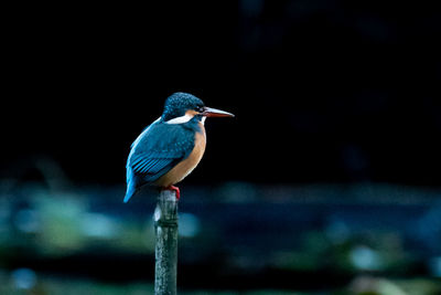 Close-up of bird perching on wooden post