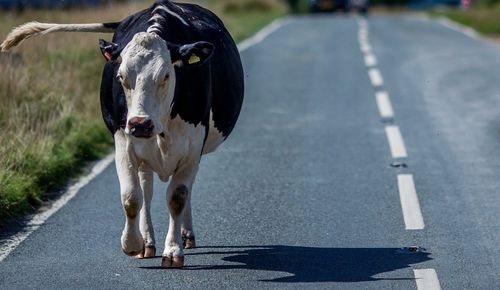 Cow walking on road