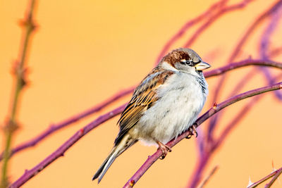 Close-up of sparrow perching on twig