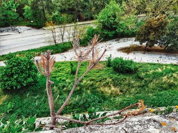 High angle view of plants and trees in forest