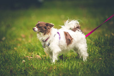 Dog standing in a feild