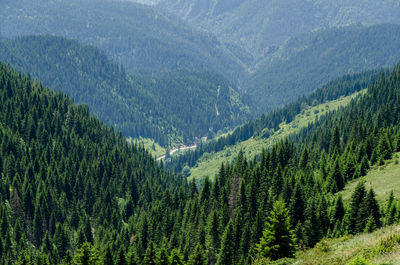 Panoramic view of pine trees