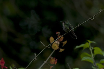 Close-up of insect on web