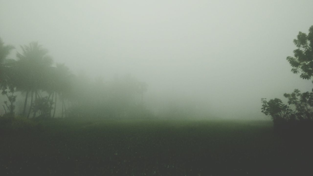 fog, foggy, tree, tranquility, tranquil scene, weather, beauty in nature, nature, growth, scenics, copy space, field, mist, landscape, grass, sky, non-urban scene, outdoors, idyllic