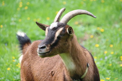 Close-up of a horse on field