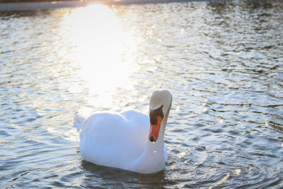 Close-up of swan swimming in lake