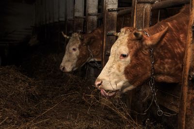 Cows in farm