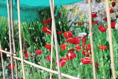 Close-up of red poppy flowers