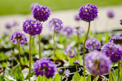 Close-up of purple flowering plants on field