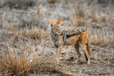 Jackal standing on land