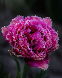 Close-up of pink flowers blooming outdoors