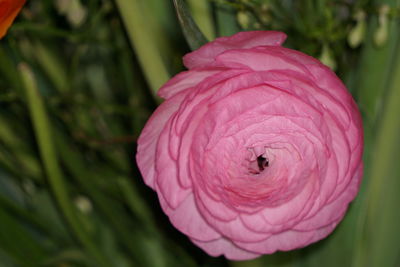 Close-up of pink flowers