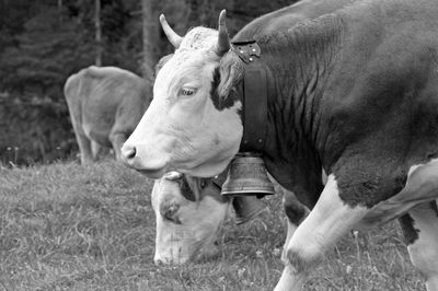 Cow in a field