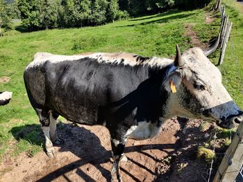 Sheep standing in a field
