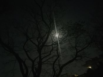 Low angle view of bare trees at night
