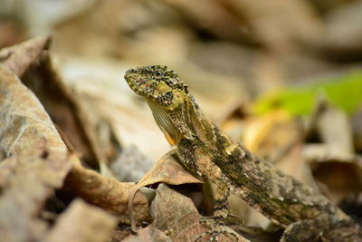 Close-up of a lizard