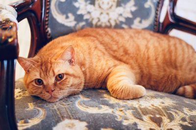 British shorthaired cat 