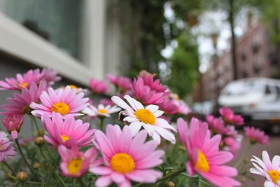 Close-up of pink flower