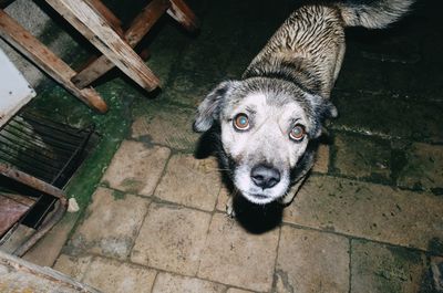 High angle portrait of dog